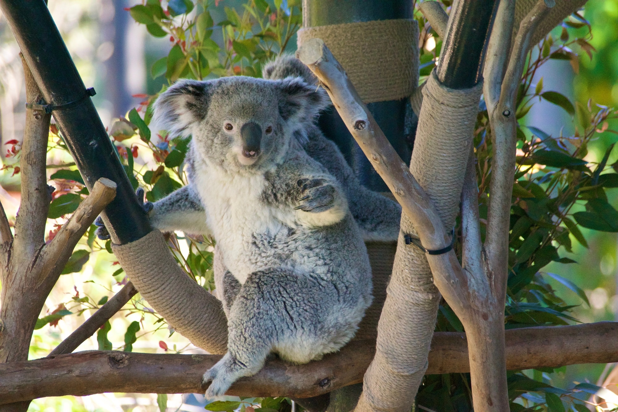 Queensland bucket list activities include meeting koalas at Australia Zoo